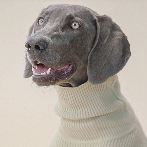 Meet your Posher, Elizabeth - Picture 1 of 1